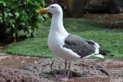 Larus occidentalis