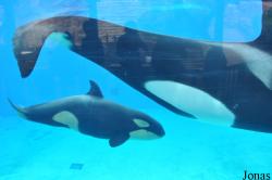 SeaWorld San Diego