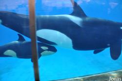 SeaWorld San Diego