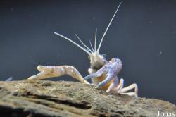 Cambaridae