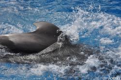 SeaWorld San Diego