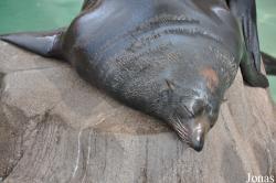 Arctocephalus townsendi
