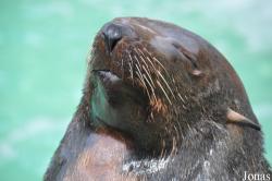 SeaWorld San Diego