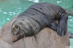 SeaWorld San Diego