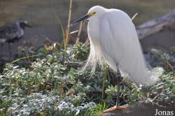 Egretta thula