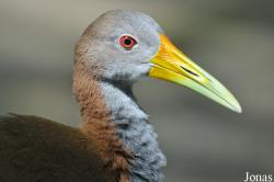 Gruiformes