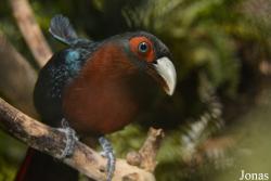 Phaenicophaeus curvirostris