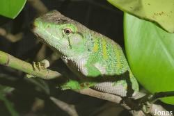 Polychrus marmoratus