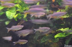 Devario malabaricus