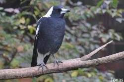 Zoo Berlin