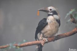 Penelopides panini