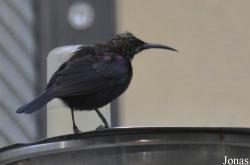 Cinnyris cupreus