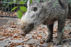 Zoo Berlin