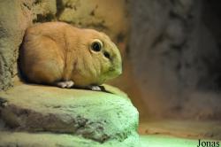 Zoo Rostock