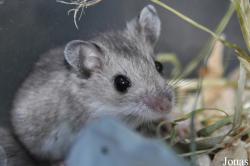Peromyscus polionotus