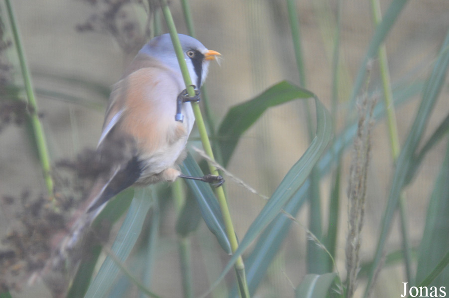 Vogelpark Marlow