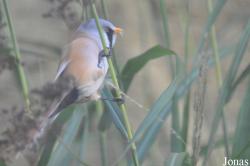 Vogelpark Marlow