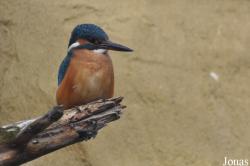 Vogelpark Marlow