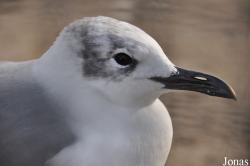 Leucophaeus atricilla