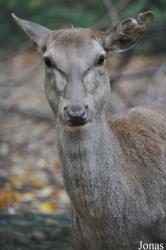 Tierpark Berlin