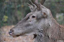 Tierpark Berlin