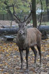 Tierpark Berlin