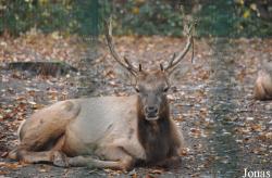 Tierpark Berlin