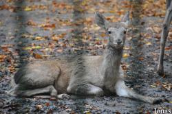 Tierpark Berlin