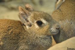 Tierpark Berlin