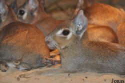 Tierpark Berlin