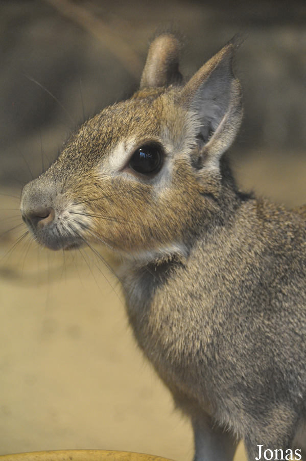 Tierpark Berlin
