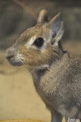 Tierpark Berlin