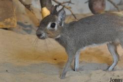 Tierpark Berlin
