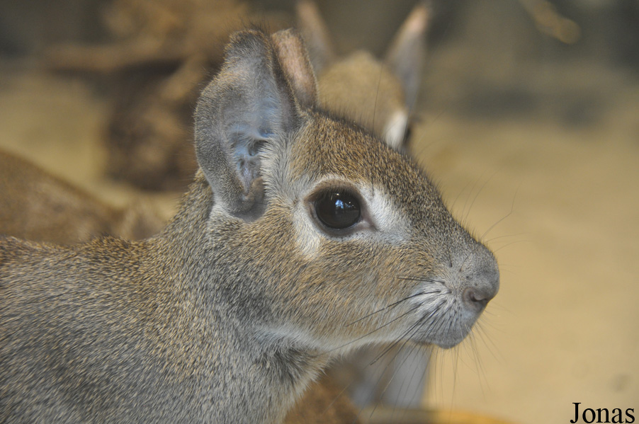 Tierpark Berlin