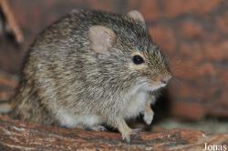 Arvicanthis neumanni