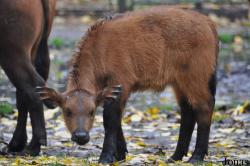 Tierpark Berlin