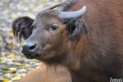 Tierpark Berlin