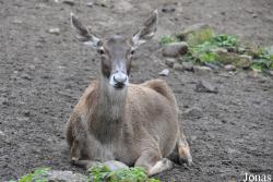 Tierpark Berlin
