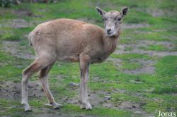 Tierpark Berlin