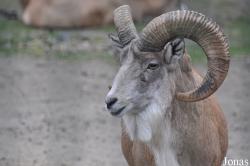 Tierpark Berlin
