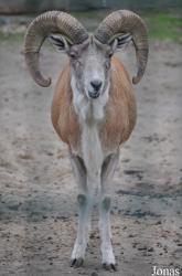 Tierpark Berlin
