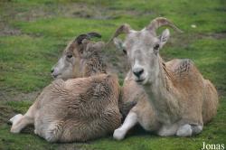 Tierpark Berlin