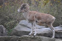 Tierpark Berlin