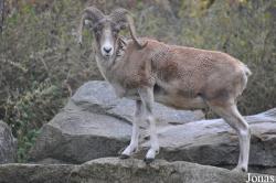 Tierpark Berlin