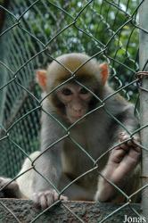 Bifengxia Wild Animal Park