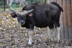 Bos gaurus frontalis