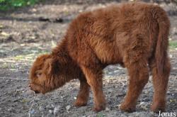 Tierpark Berlin