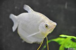 Trichopodus microlepis