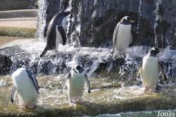 Edinburgh Zoo