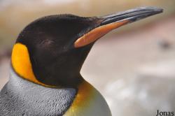 Edinburgh Zoo